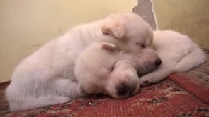 Two fluffy corgi siblings snuggling together on a cozy blanket.
