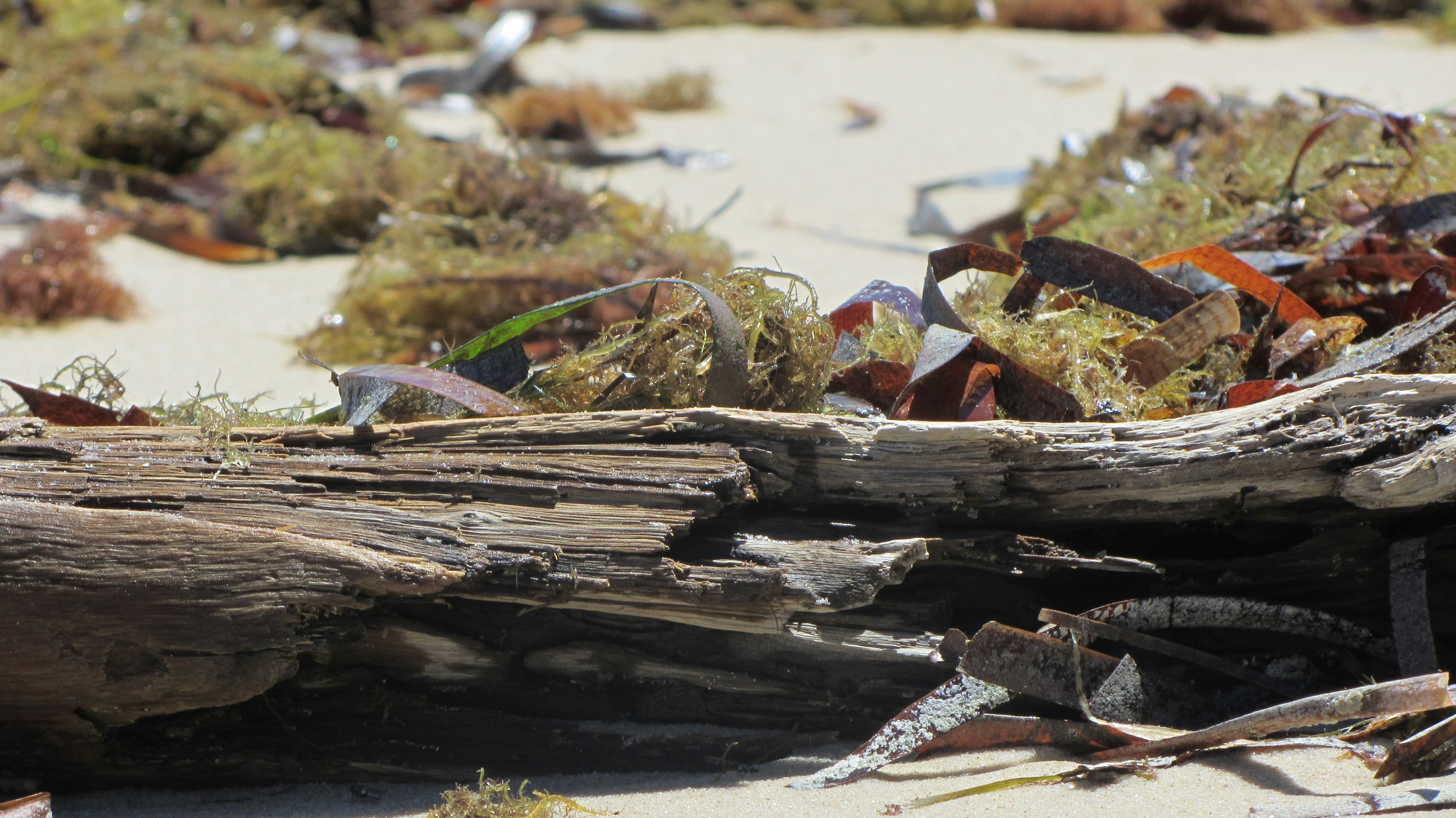 Free Unsplash photo from Kerry Crosswell