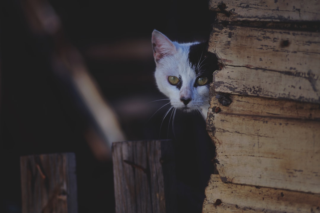 shallow-focus photography of white cat