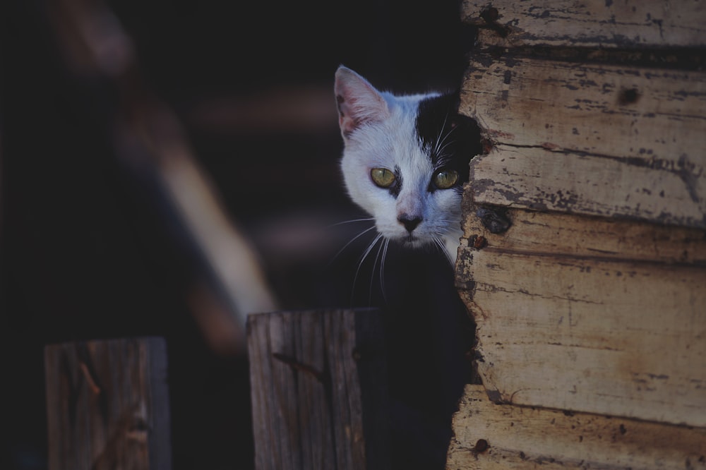 Flachfokus-Fotografie einer weißen Katze