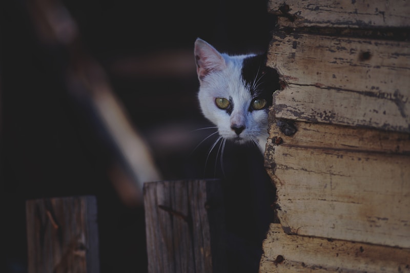 Feline