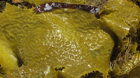 Close-up of fresh wakamé seaweed floating gently in clear ocean water.