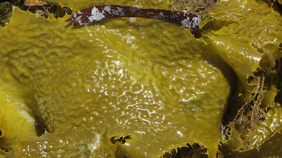 Close-up of vibrant green seaweed strands glistening with moisture on a rustic wooden table.