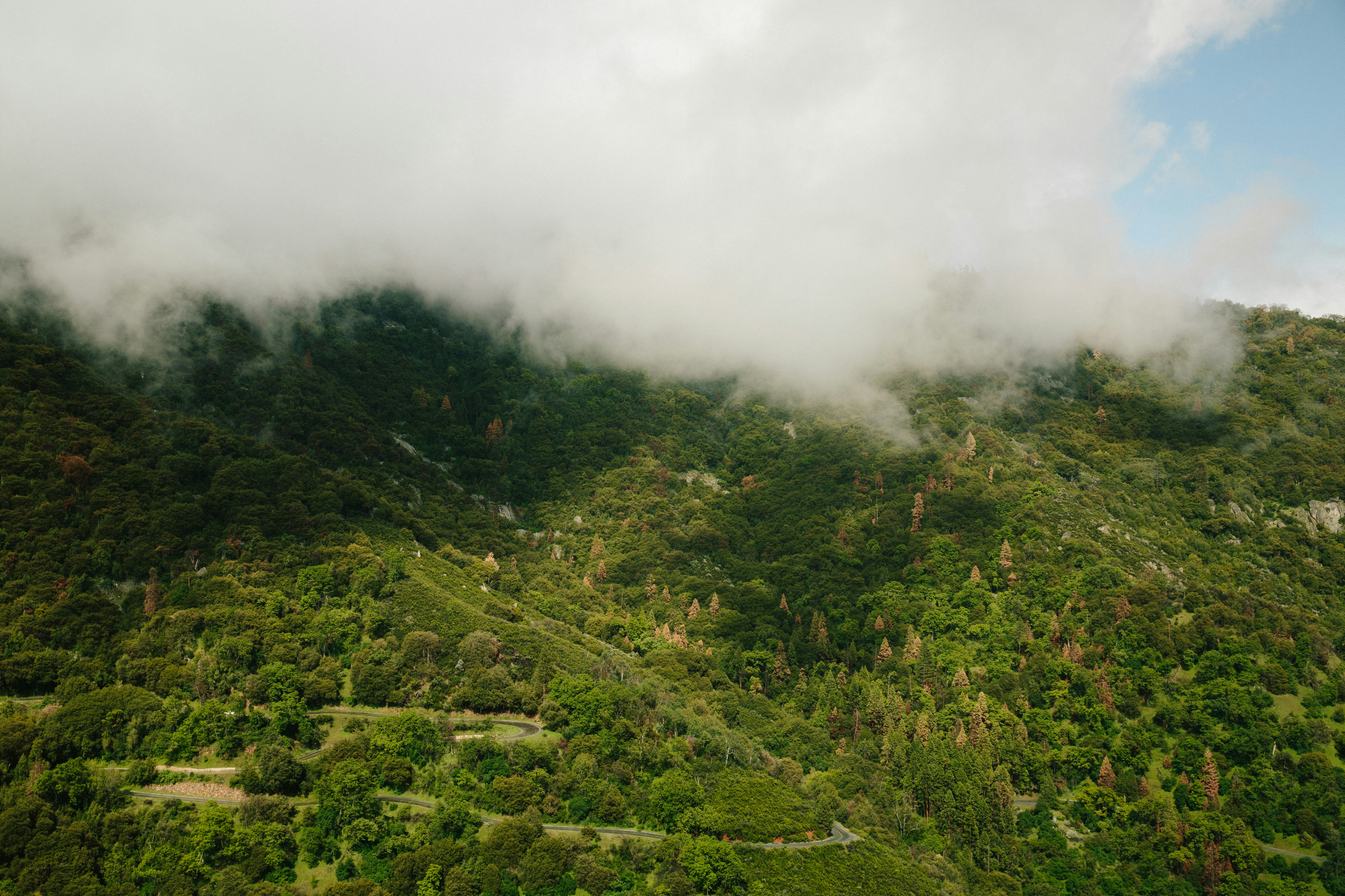 top view photography of green leafed trees