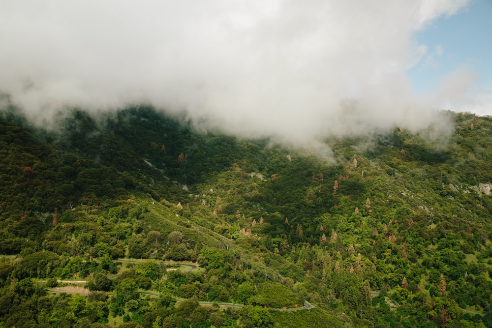 top view photography of green leafed trees