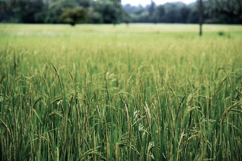 green grass rice field