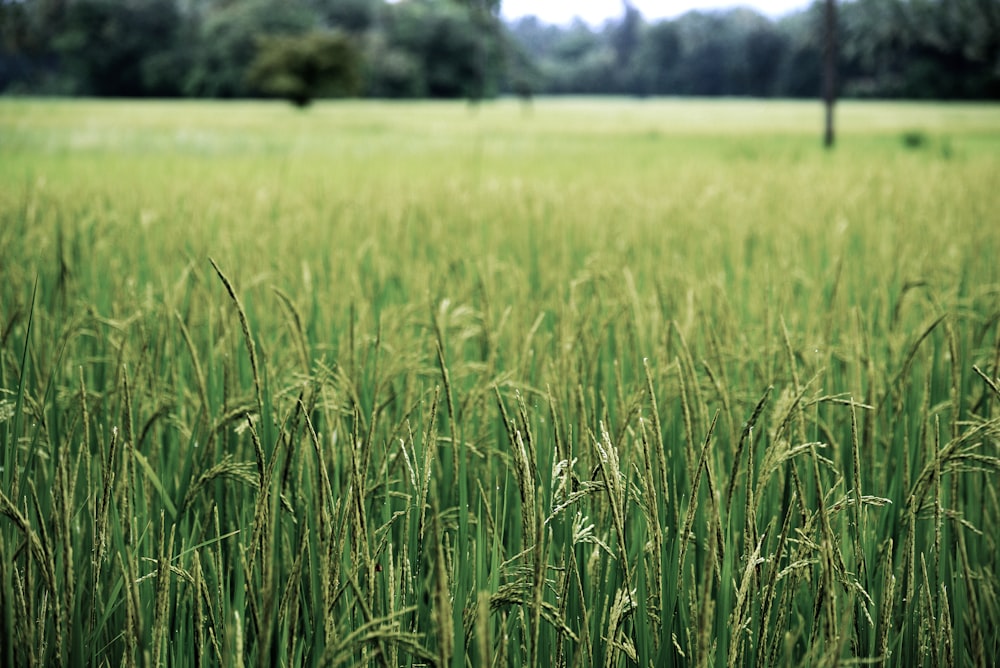 green grass field