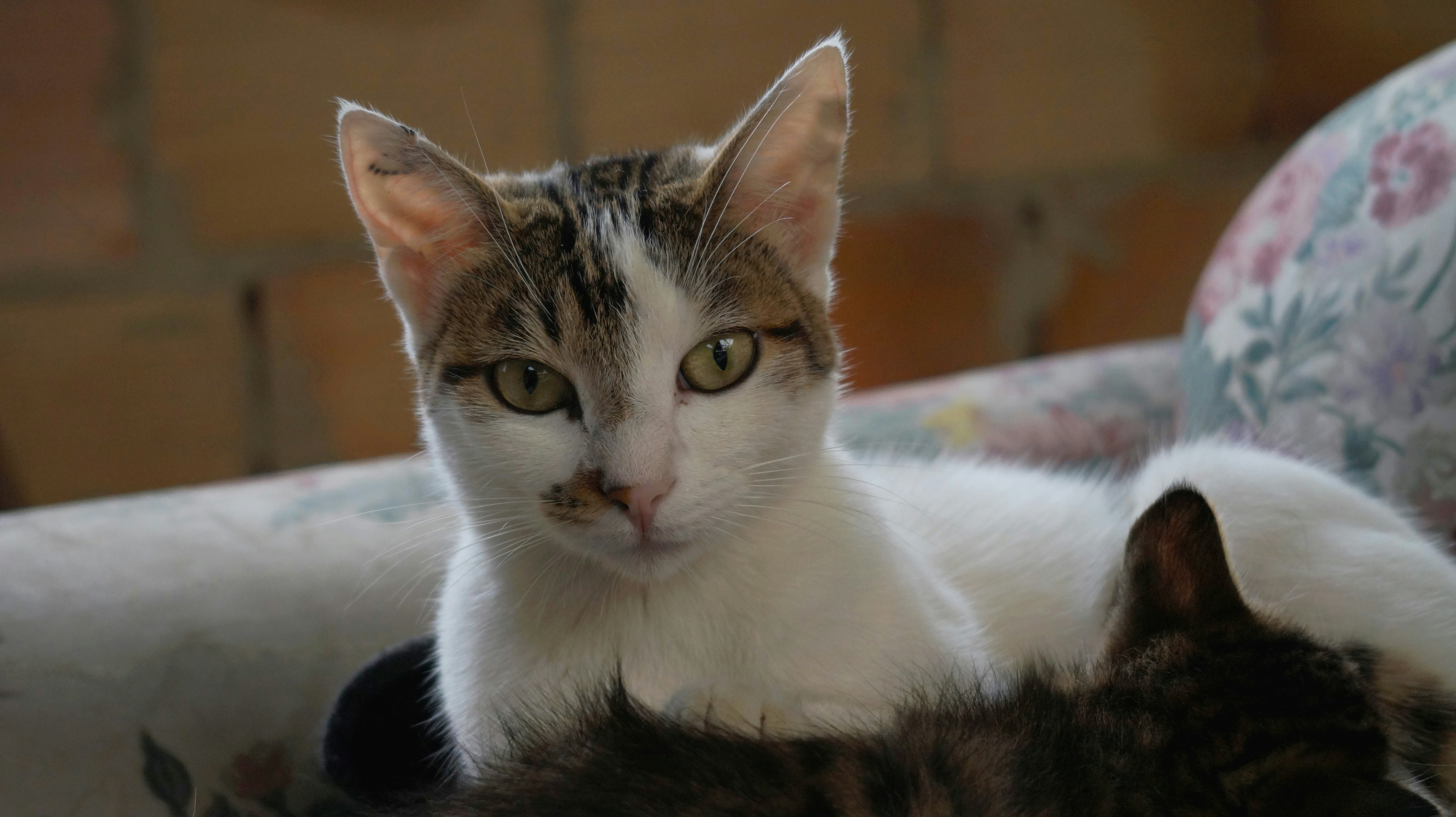 Free Unsplash photo from John Alexander