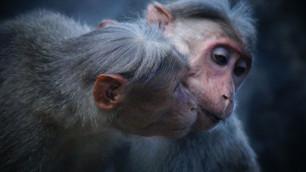 photo of two gray primates