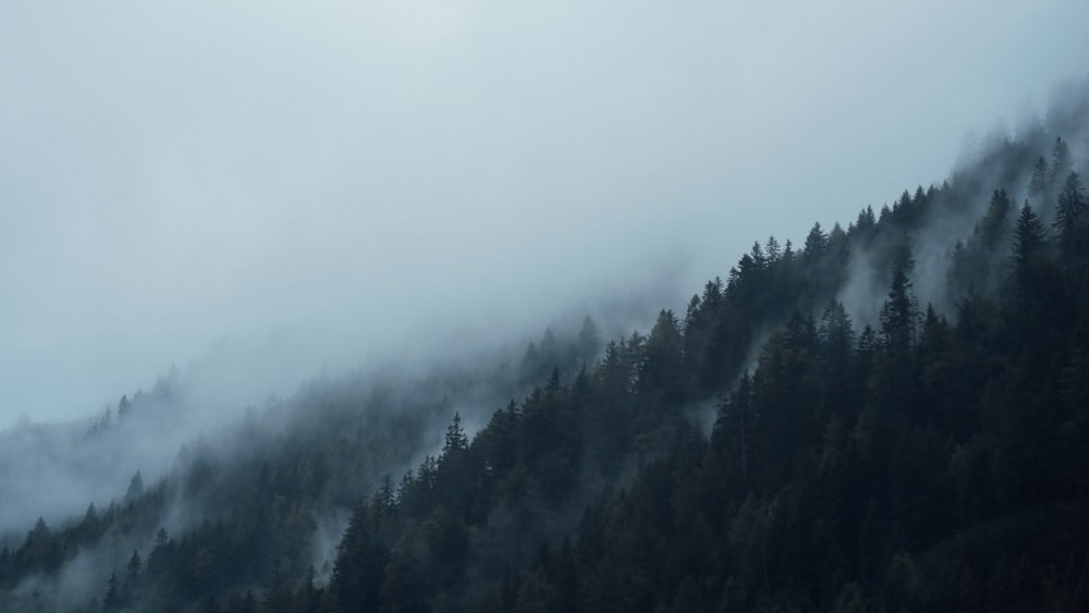 arbres couverts de brouillard