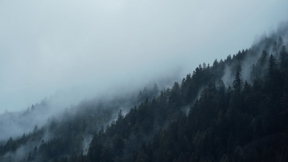 alberi coperti di nebbia