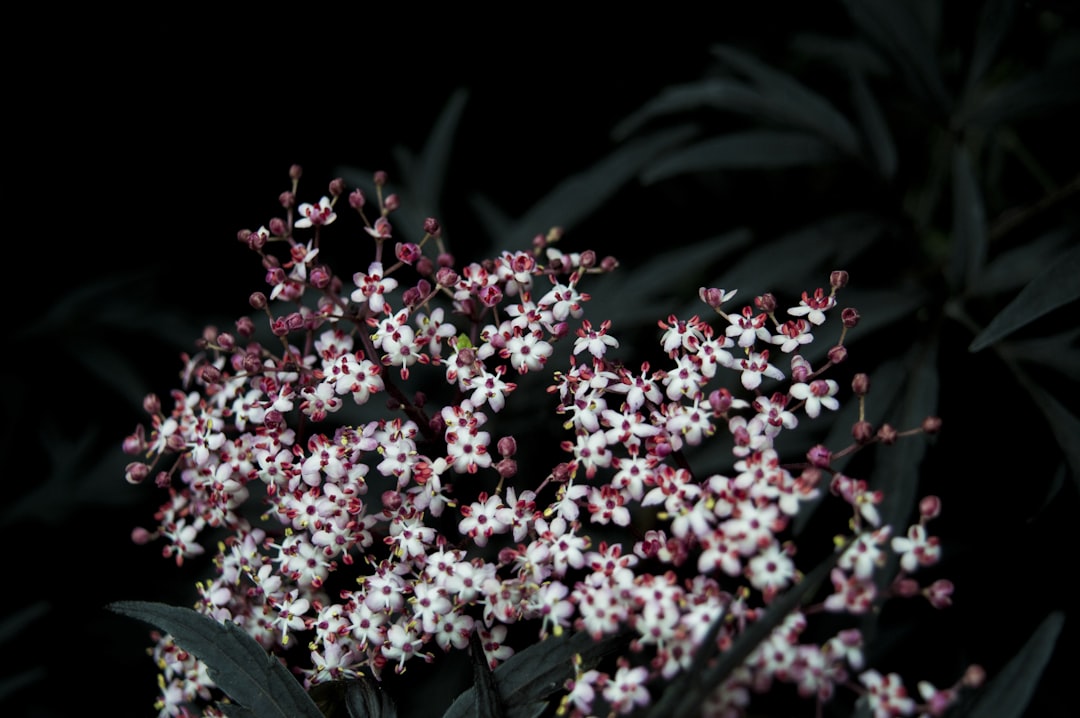 depth photography of white-and-red flowers