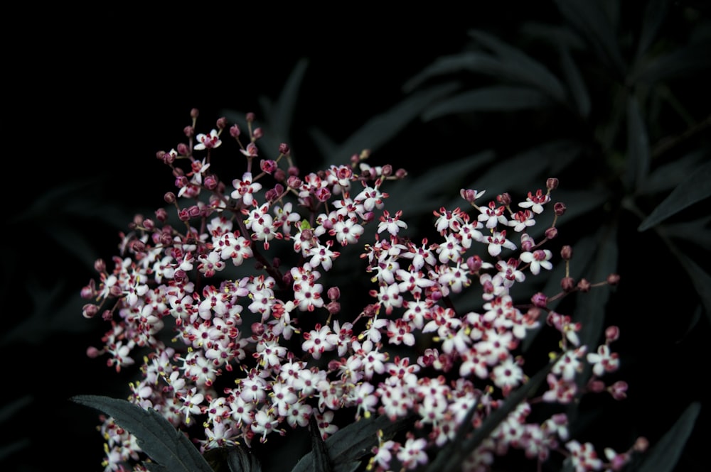 Tiefenfotografie von weiß-roten Blumen