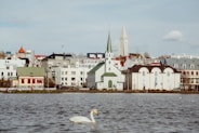 photography of white swan floating on water body
