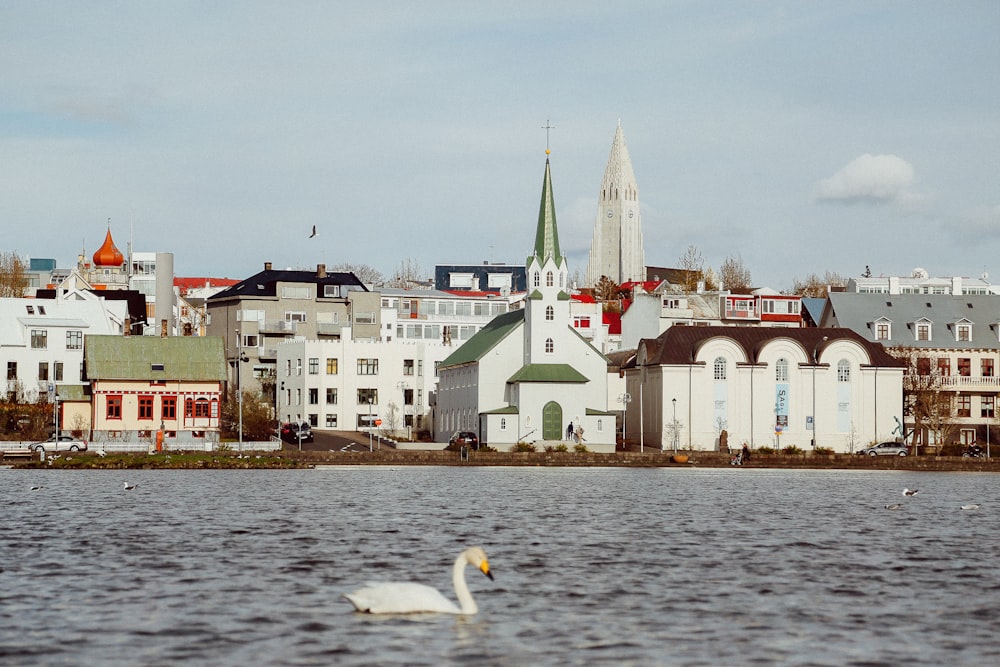 photography of white swan floating on water body