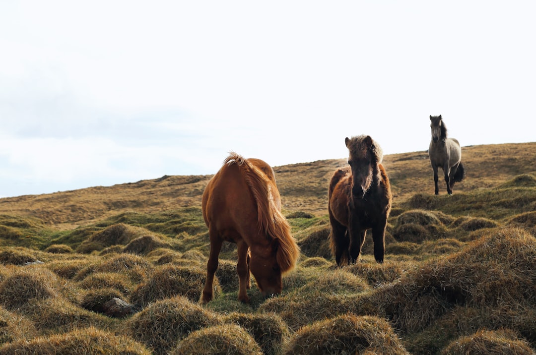 horses eating hay