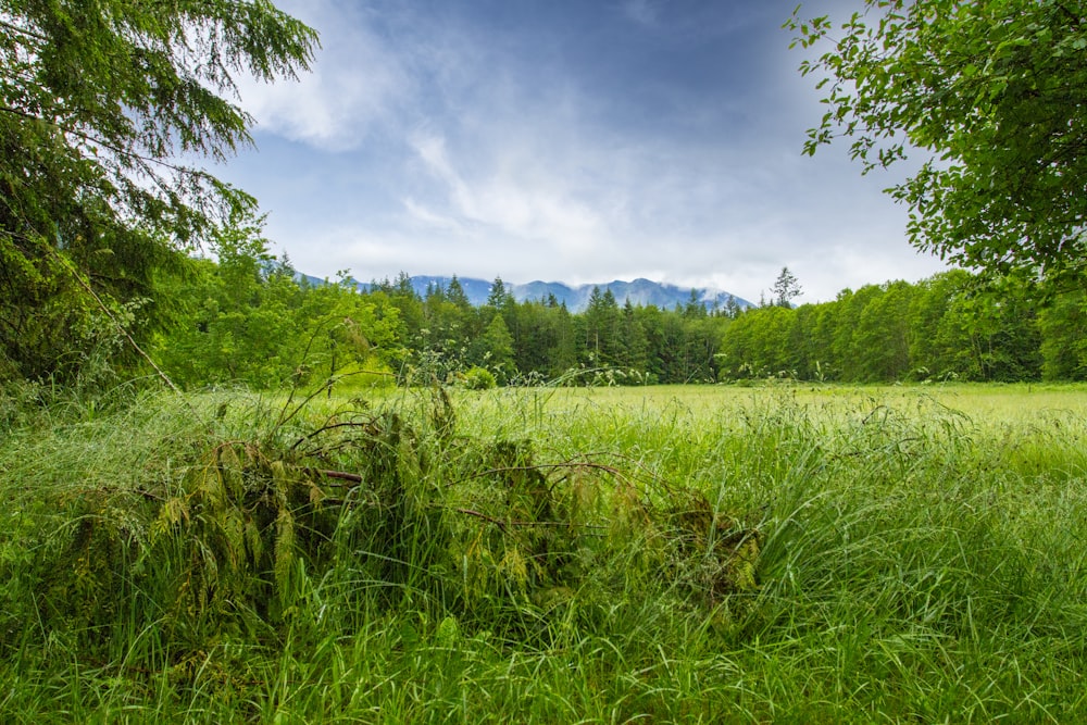 Champ d’herbe verte près des arbres pendant la journée