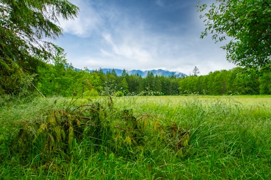 green grass field near trees at daytime in Marblemount United States