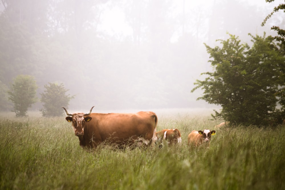 brown cattle in the middle of forest