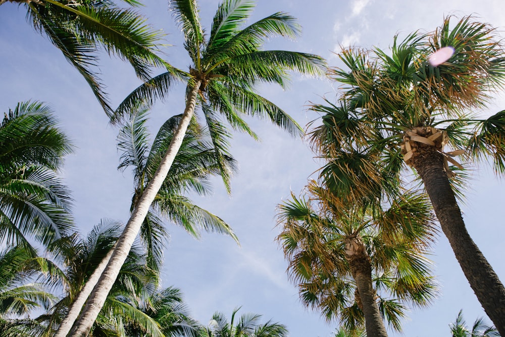 coconut trees and fan palm trees under cloudy sky