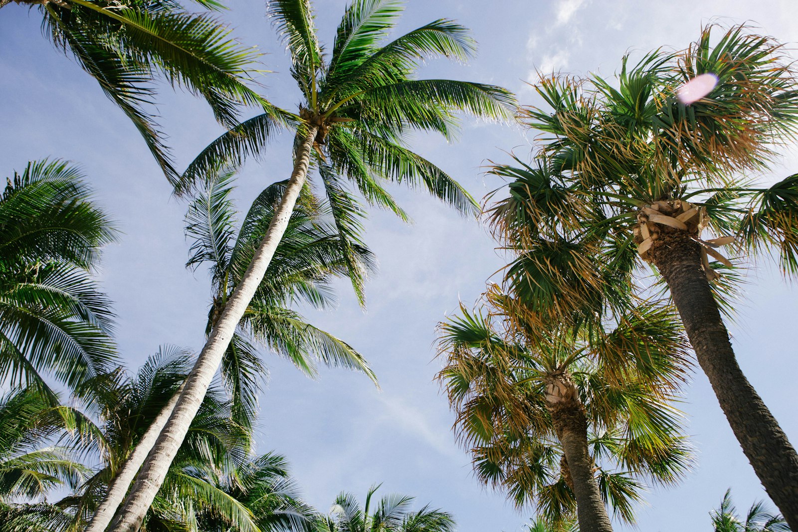 Canon EOS 5D Mark II + Canon EF 24-70mm F2.8L USM sample photo. Coconut trees and fan photography