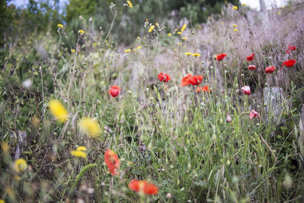 selective focus photography of flowers