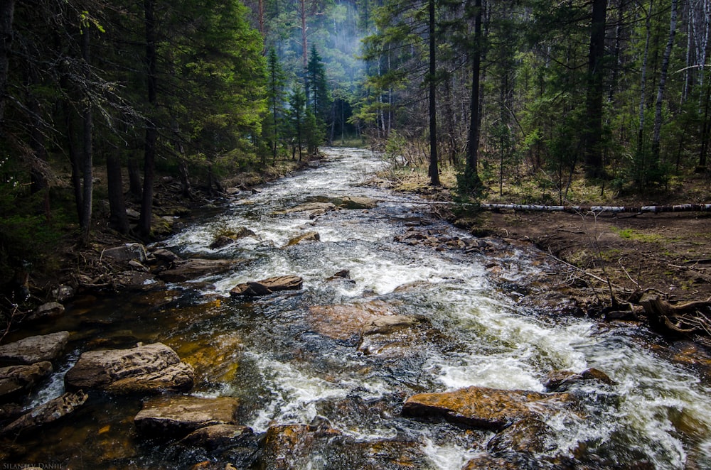 Lac près de la forêt