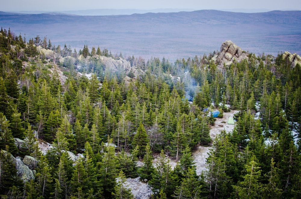 pine trees forest