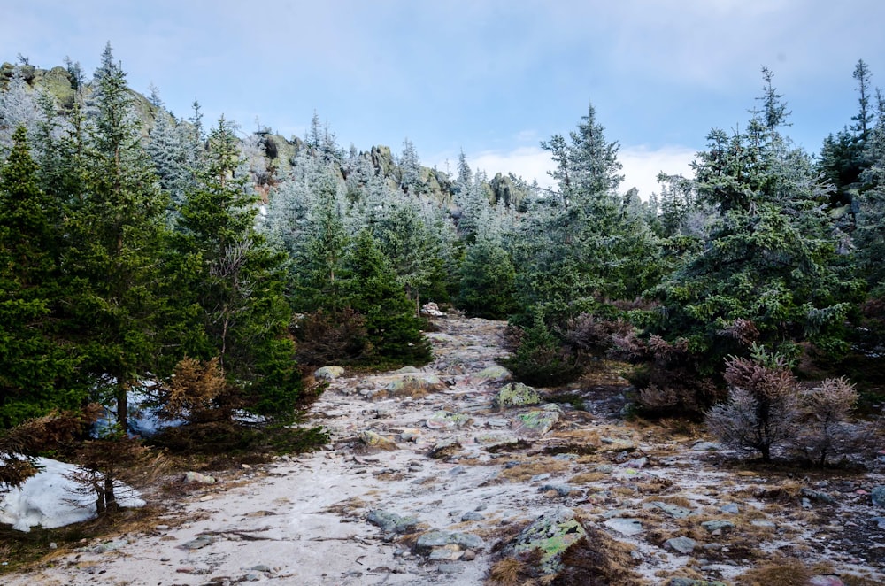 Wald unter blauem Himmel