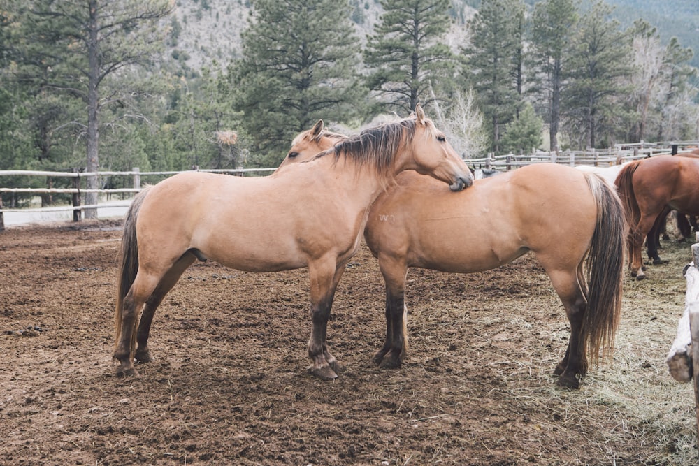 Dos caballos marrones en el campo de barro