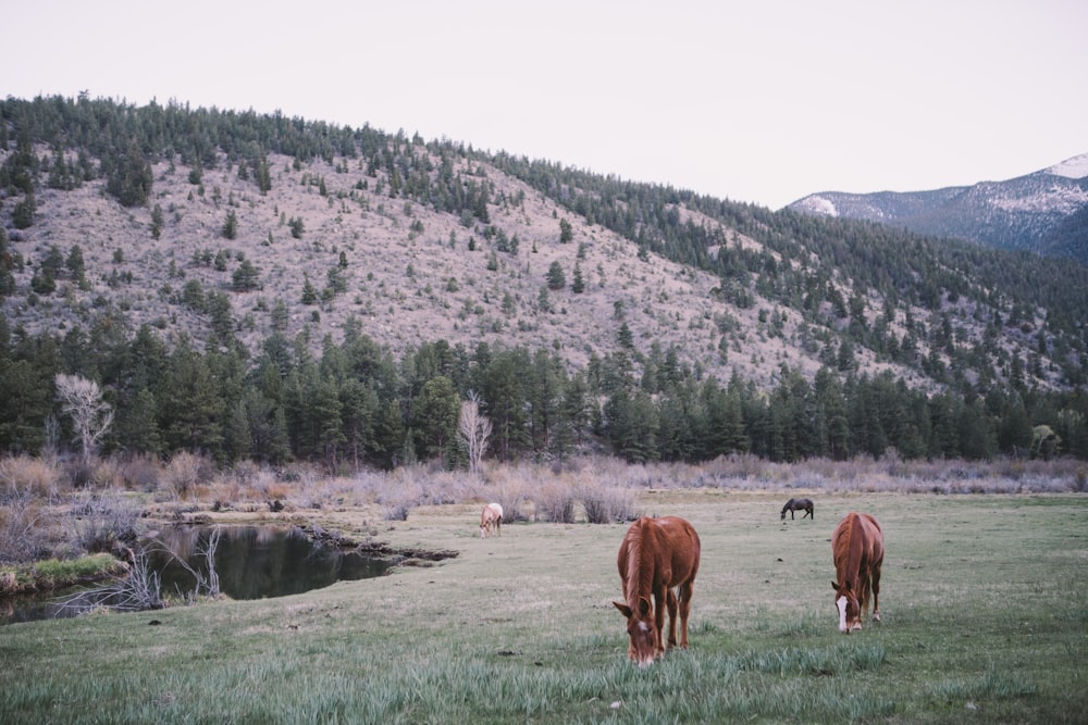 brown horses eating grass on field