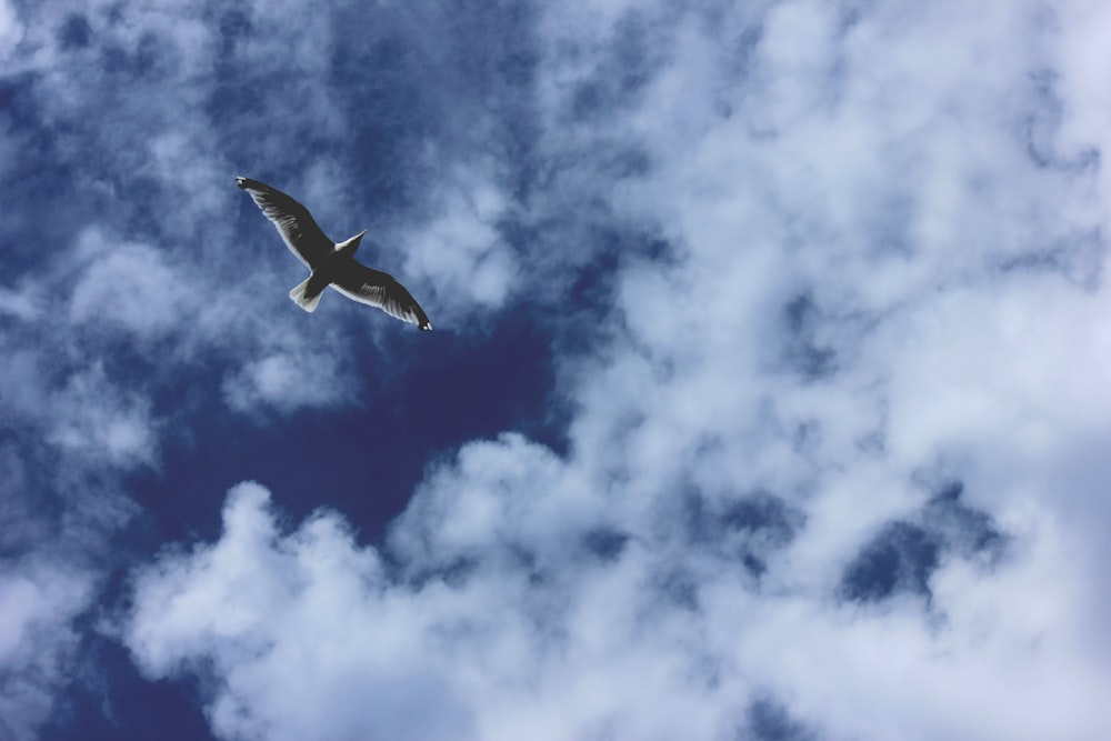 Fotografía de pájaro volando en el cielo