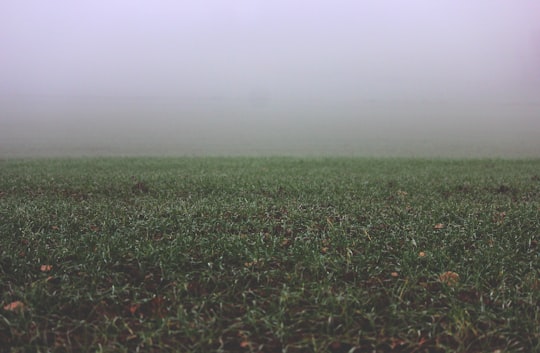 green grass field in Thuringia Germany