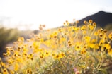 Close-up of desert wildflowers kissed by early morning rays with mountain backdrop.