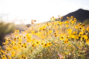 Close-up of desert wildflowers kissed by early morning rays with mountain backdrop.