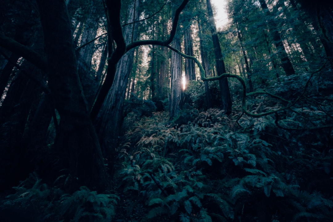 Forest photo spot San Francisco Regional Parks Botanic Garden