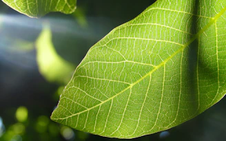Close-up of a green leaf resting atop a smooth, natural deodorant stick with soft sunlight filtering through.