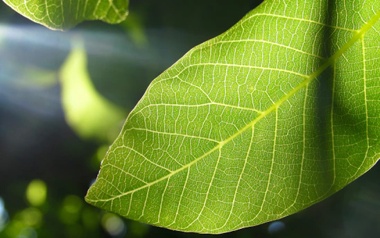Close-up of a green leaf resting atop a smooth, natural deodorant stick with soft sunlight filtering through.