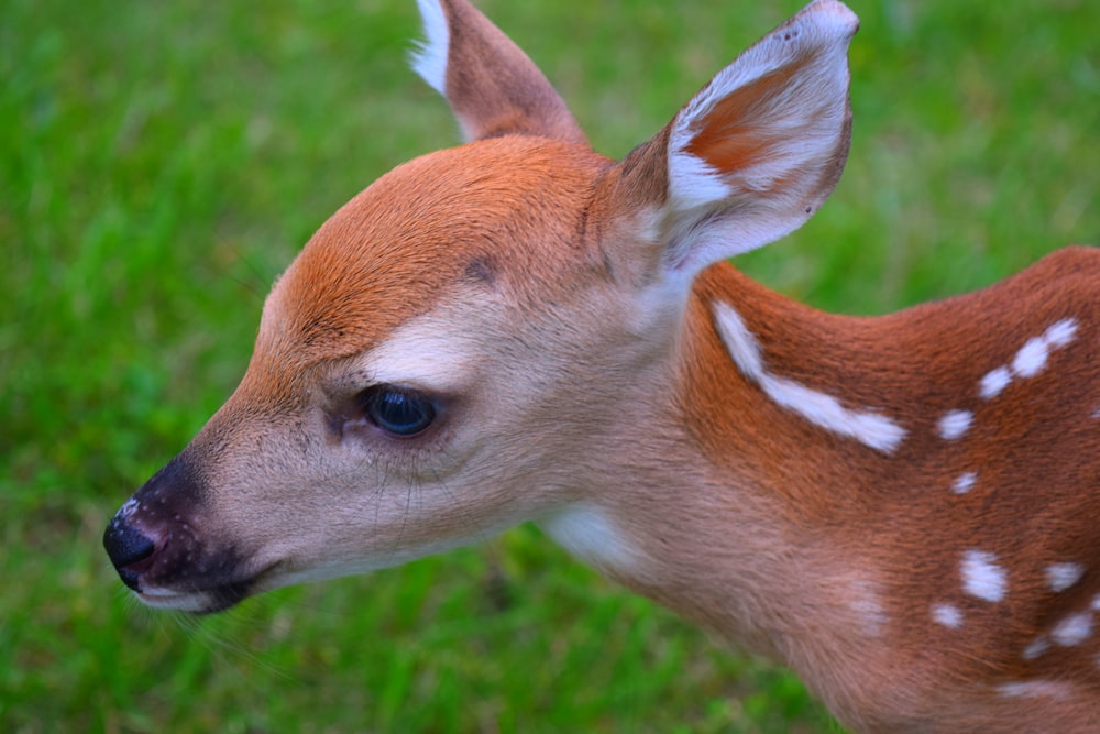 Photographie de cerf brun