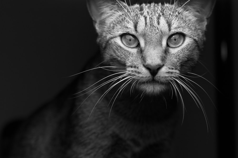 Graustufenfotografie der getigerten Katze