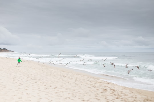 person standing on sand shore near flying birds in Half Moon Bay United States