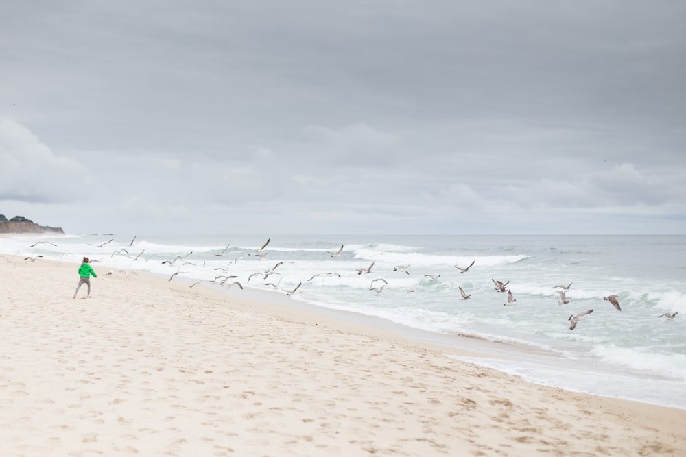 Persona de pie en la orilla de arena cerca de pájaros voladores
