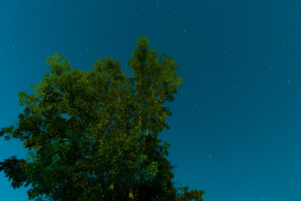 a green tree with a blue sky in the background