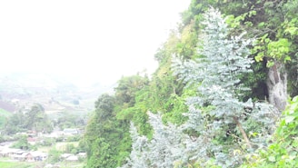 A lush, verdant landscape featuring extensive greenery covering a hillside. Some small residential structures and cultivated fields are visible in the background. The area is rich with various types of plants, including a prominent silver-leafed tree in the foreground.