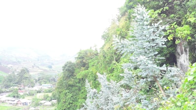 A lush, verdant landscape featuring extensive greenery covering a hillside. Some small residential structures and cultivated fields are visible in the background. The area is rich with various types of plants, including a prominent silver-leafed tree in the foreground.