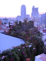 An artistic drone capture of a rooftop garden glowing with warm terracotta pots and vibrant tropical plants.