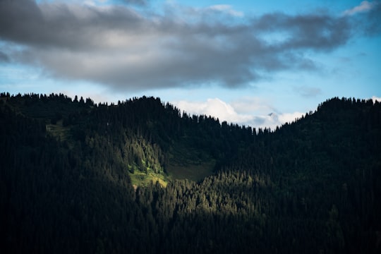 forest under blue sky in Leysin Switzerland