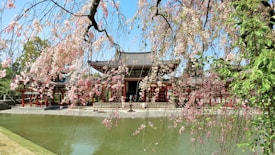 A traditional Japanese temple is framed by cherry blossom trees in full bloom, situated beside a tranquil pond. The architecture features wooden beams and a tiled roof, typical of historical Japanese design. The blossoms are pink and white, with branches extending across the scene.