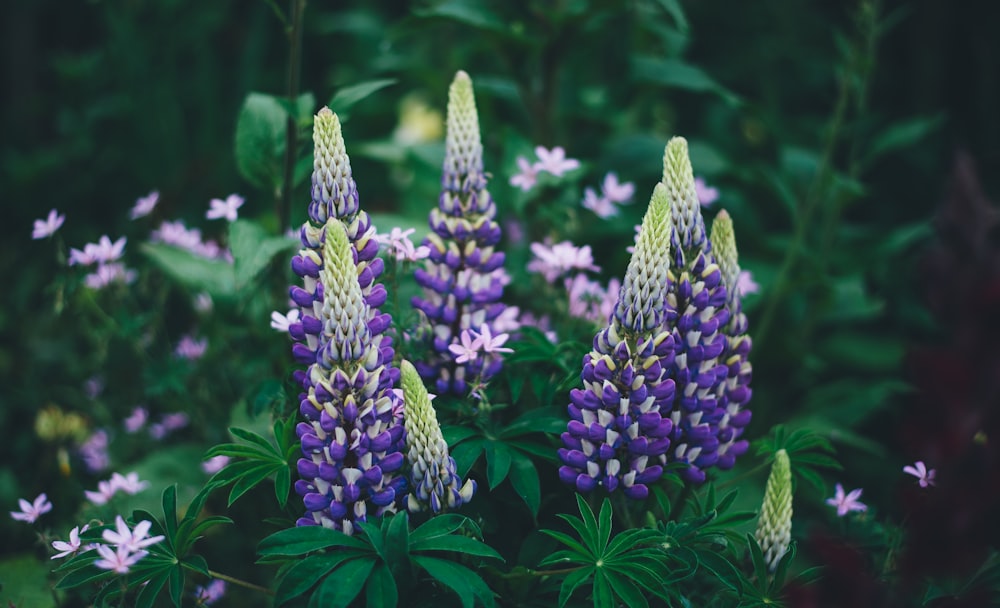 Campo de flores moradas y verdes