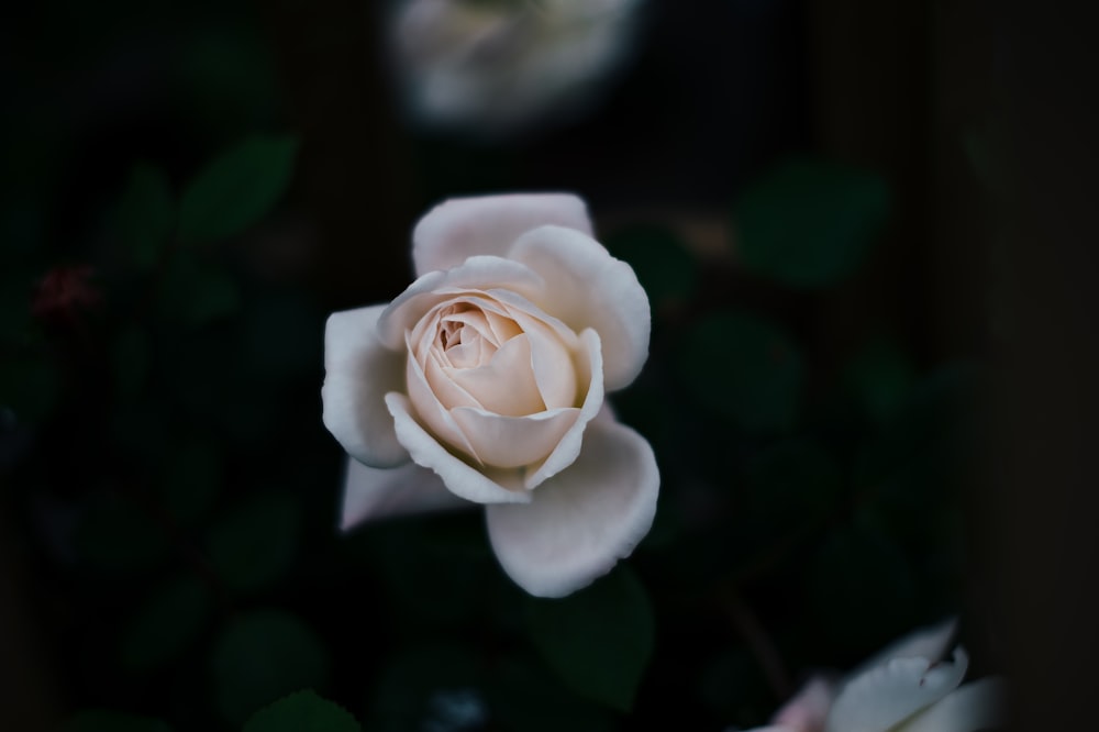 Foto de enfoque selectivo de rosa blanca
